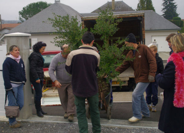 Déchargement de l'olivier