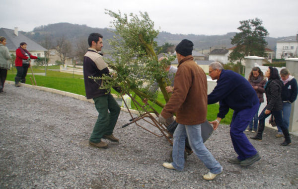 Transport vers le lieu de plantation
