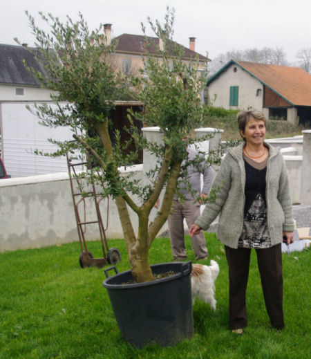 L'olivier est arrivé à destination